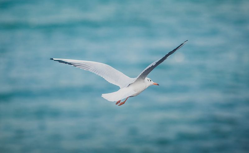 светлогорск раушен калинниград чайки raushen kenigsberg Светлогорские чайки фото превью