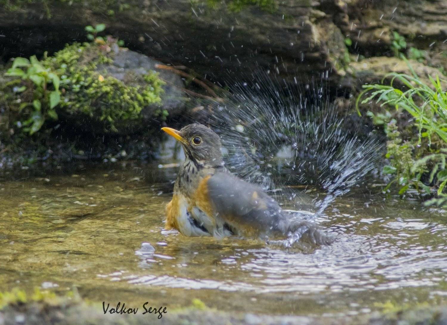 Turdus dissimilis, Wildlife, Дикая природа, Дикие животные, Дрозд, Китай, Птицы, Юньнань, Сергей Волков