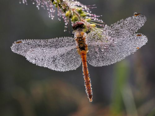 Хрустальная