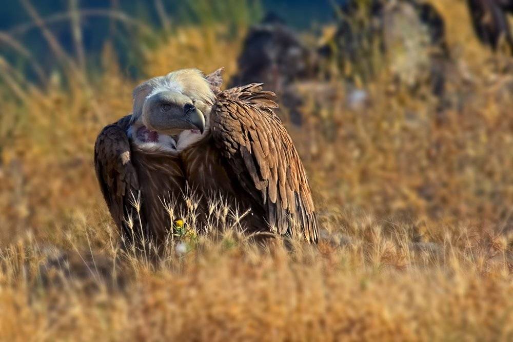 , Георги Славов
