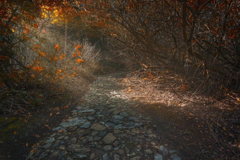 Дорога в рыжий лес! фото превью