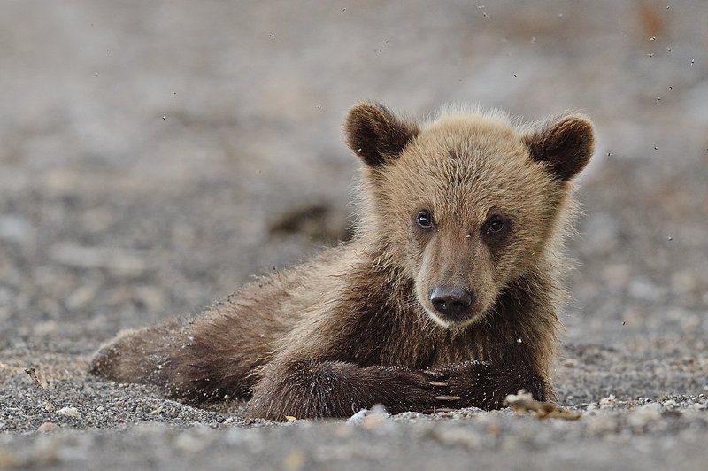 Бурые медведи Долгое ожидание фото превью