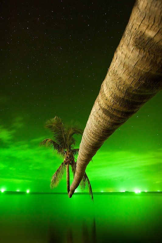 Сиамская ночь фото превью