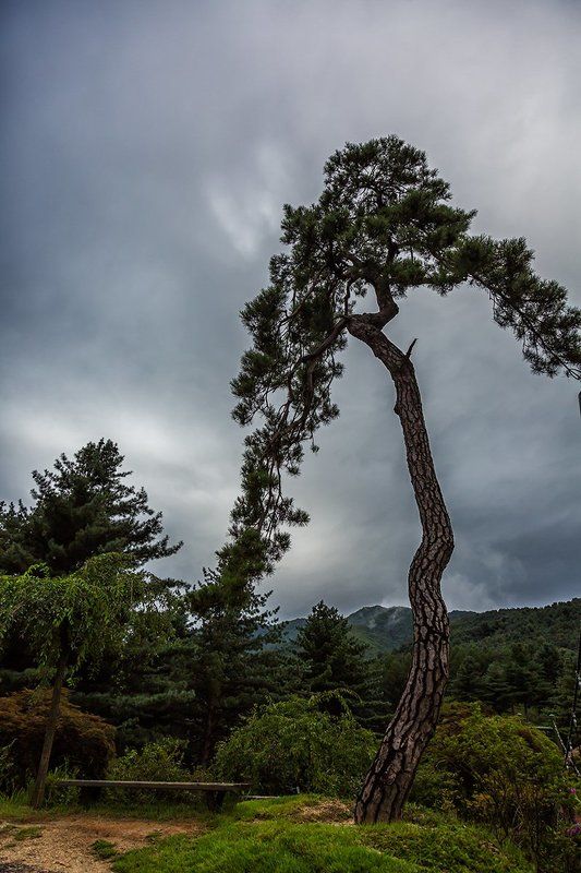 A pine tree in dignity фото превью