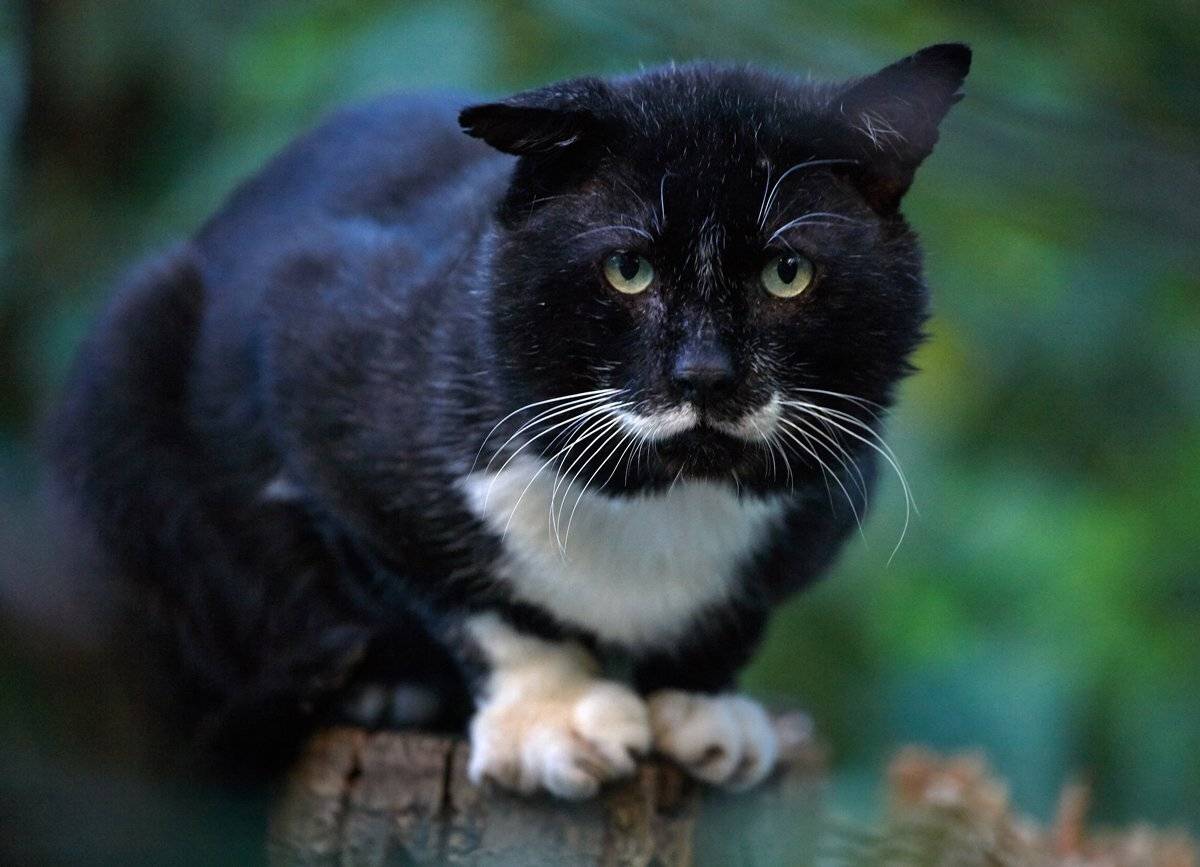 , Франгони Владимир