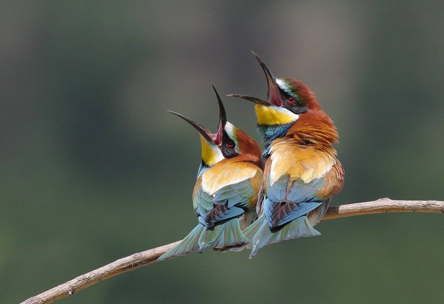 , Стефан Дянков