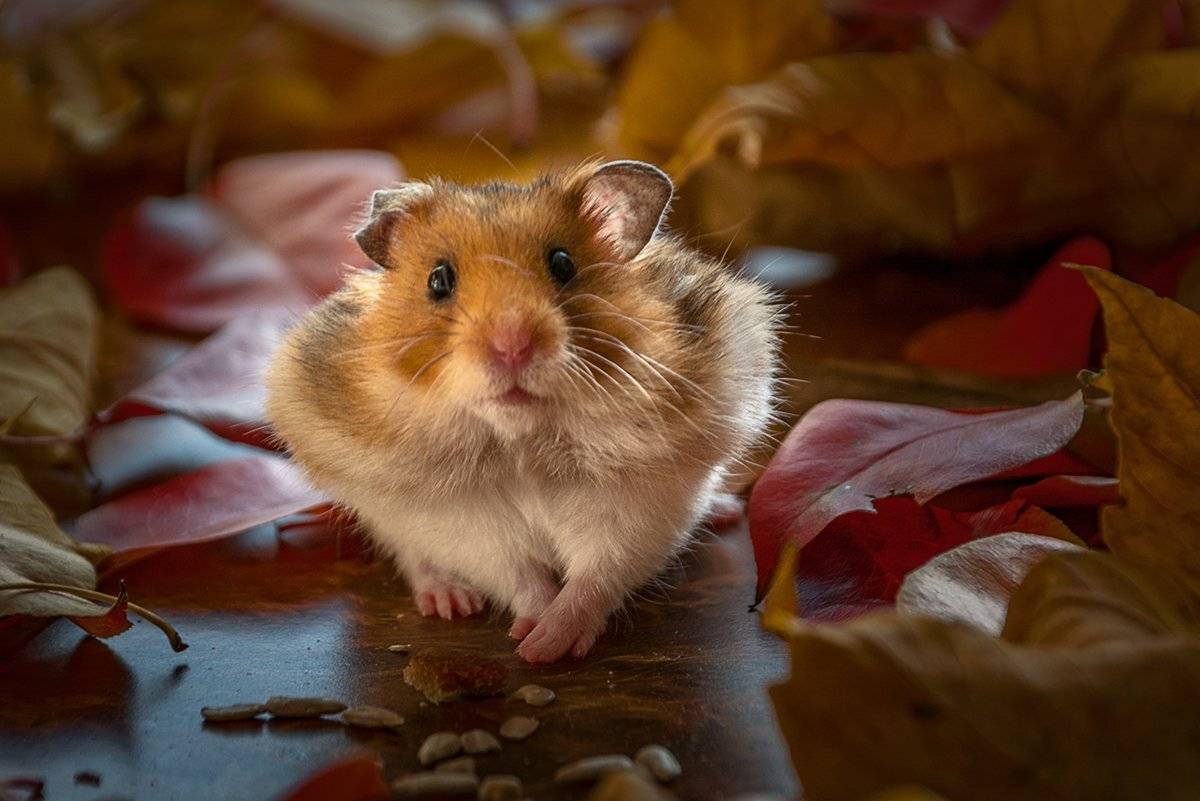 Хомяк, Юрий Юрьев