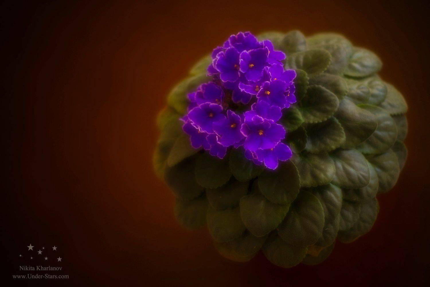 фиалка, цветок, цвет, фиолетовый, листья, зеленый, коричневый, Харланов Никита