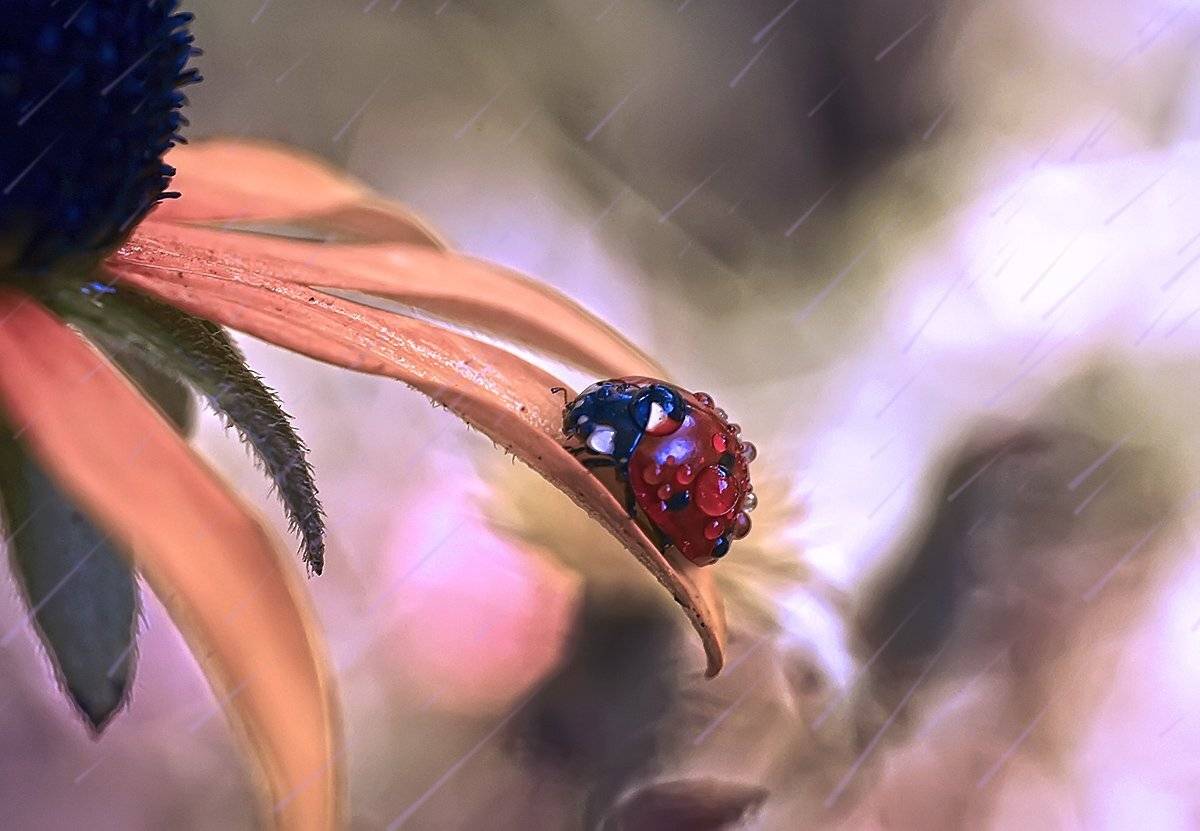 Божья коровка, Гарик Соколов