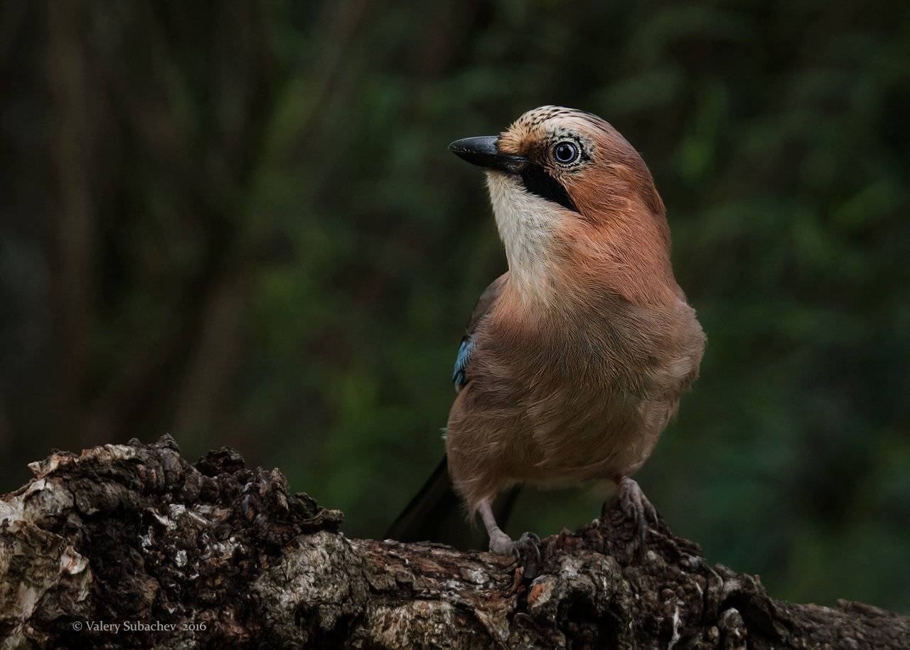, Валерий Субачев
