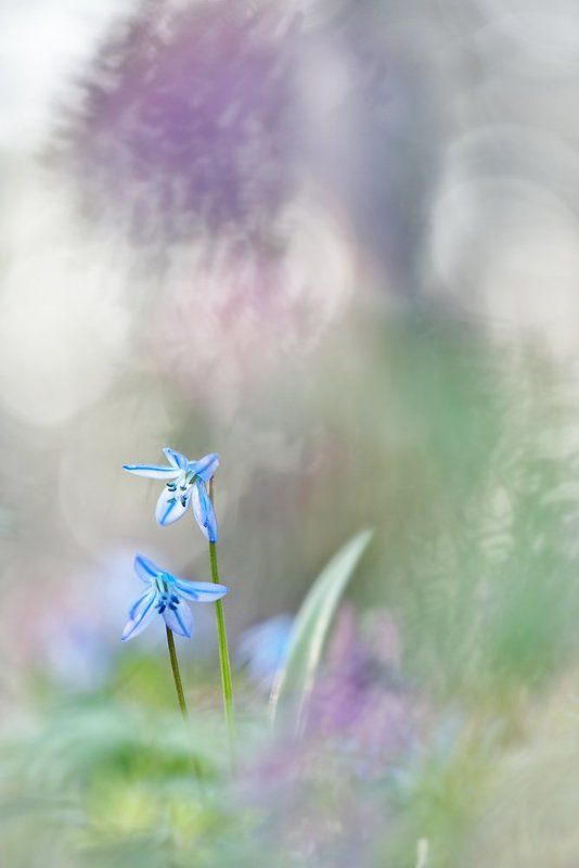 Акварельные пролески фото превью