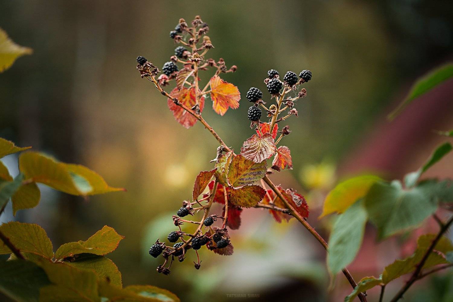 , Сибас Татьяна