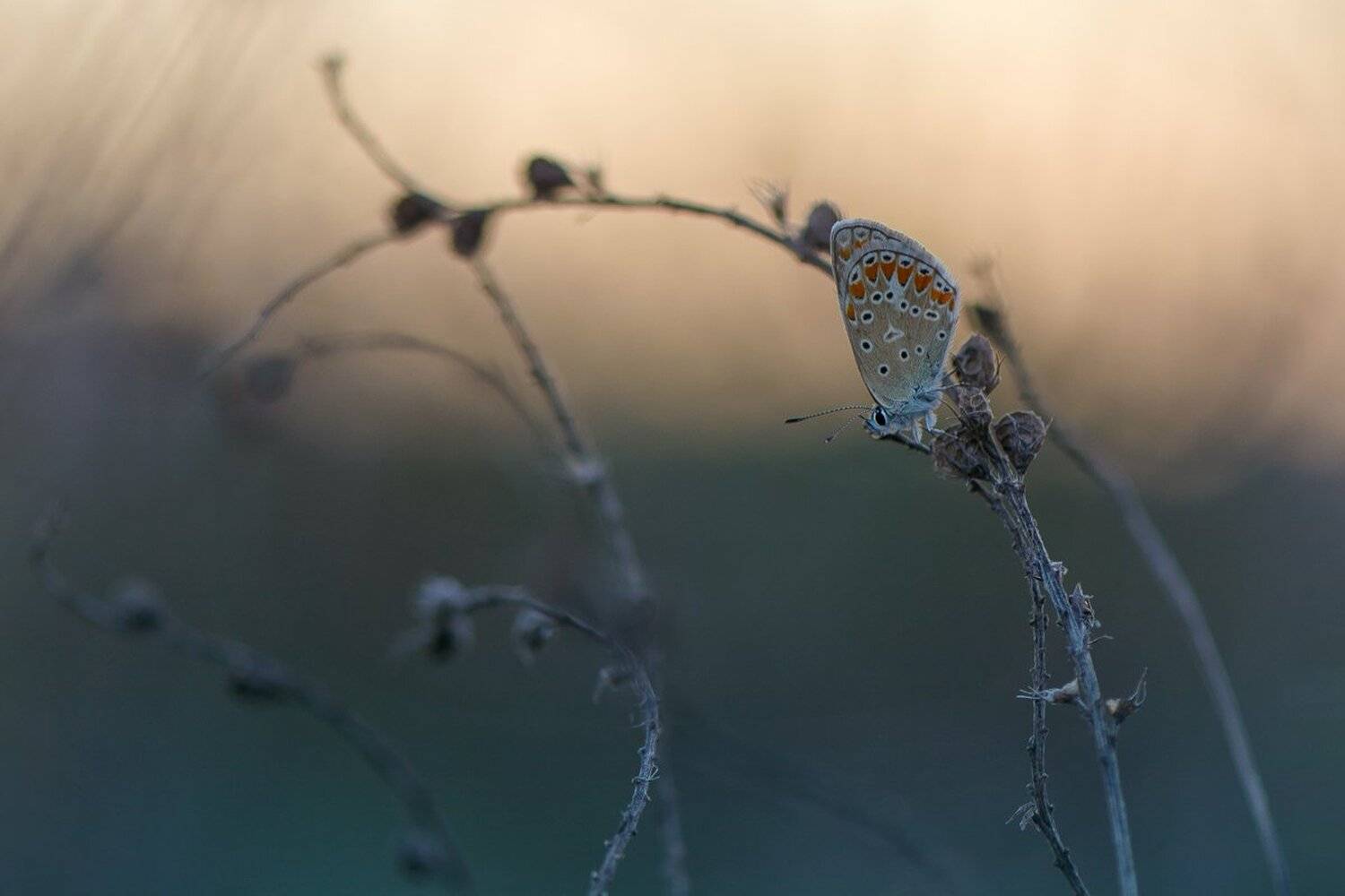 , Кузнецов Дмитрий