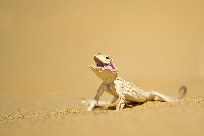 ящерицы, круглоголовки, пустыня, дагестан, россия, дикая природа, lizard, russia, wildlife, desert, nature, macro  Пустынные собачки фото превью