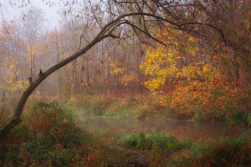 Сходня Куркино Осень на реке фото превью