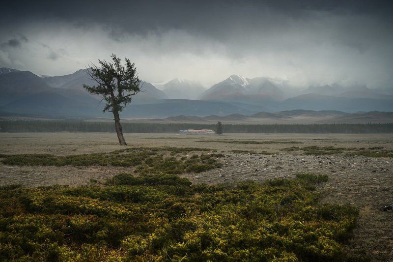 Курай фото превью