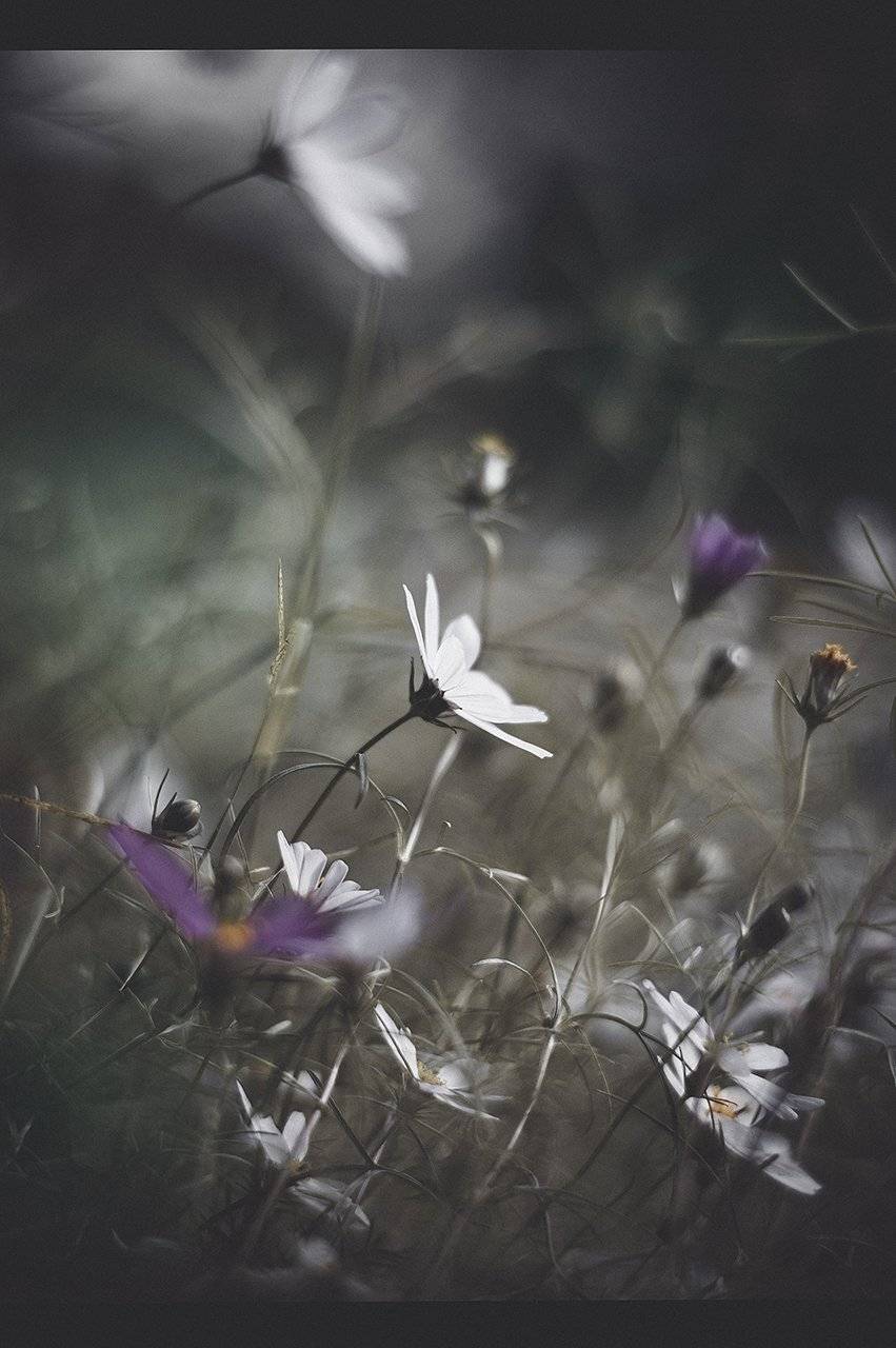 Анна чернякова, Осень, Природа, Цветы, Черно-белое, Чернякова Анна