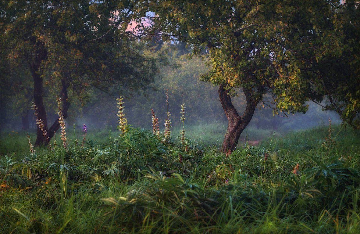 вечер, дымка, лето, сад, Сергей Шабуневич