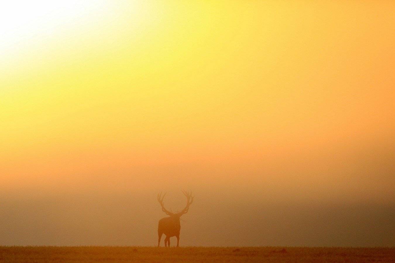 , Андрей Шимчук