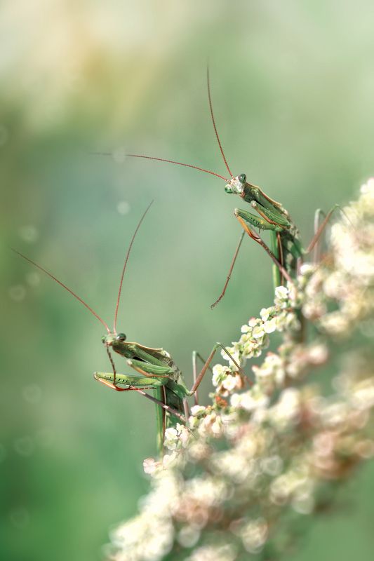 богомол, природа, макро *** фото превью