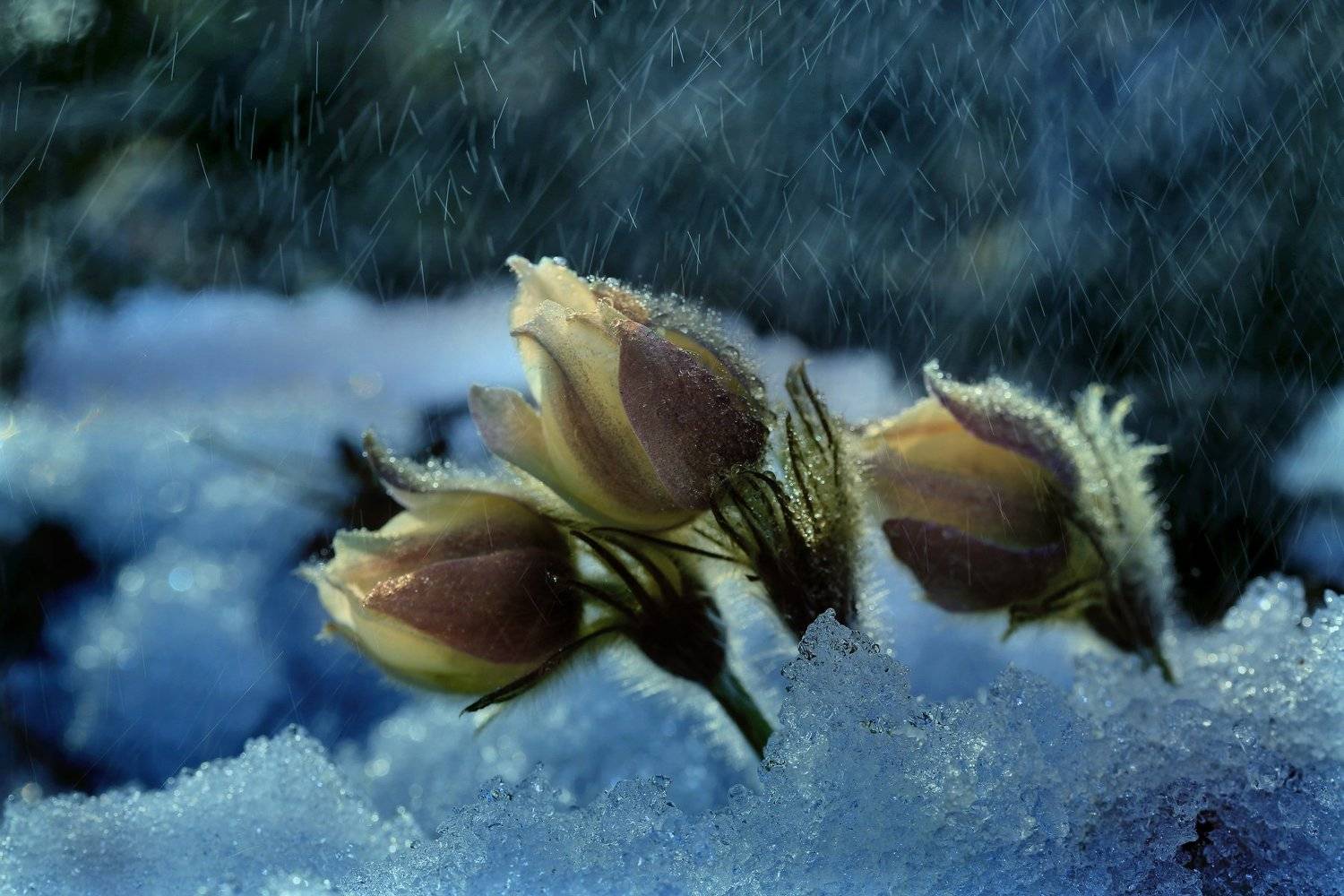 Весна, Дождь, Снег, Цветы, Татьяна Борисова