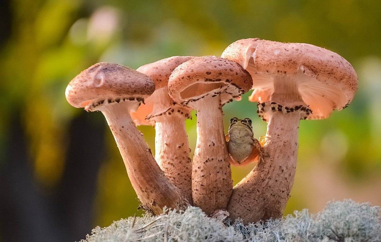 , Вячеслав Мищенко