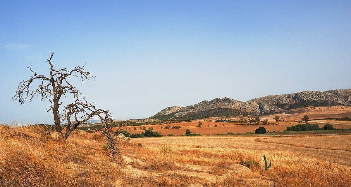 , Игорь Дубровский