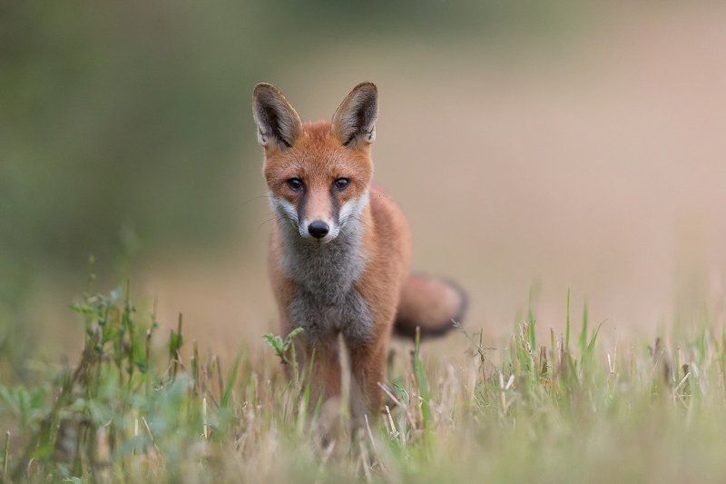 red fox