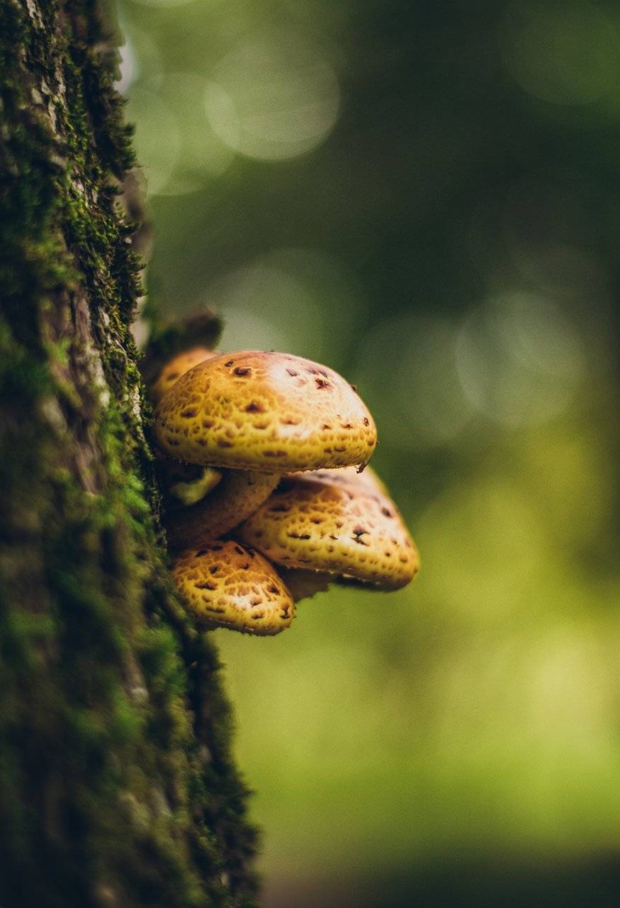 Анна чернякова, Грибы, Лес, Макромир, Макросъемка, Осень, Чернякова Анна