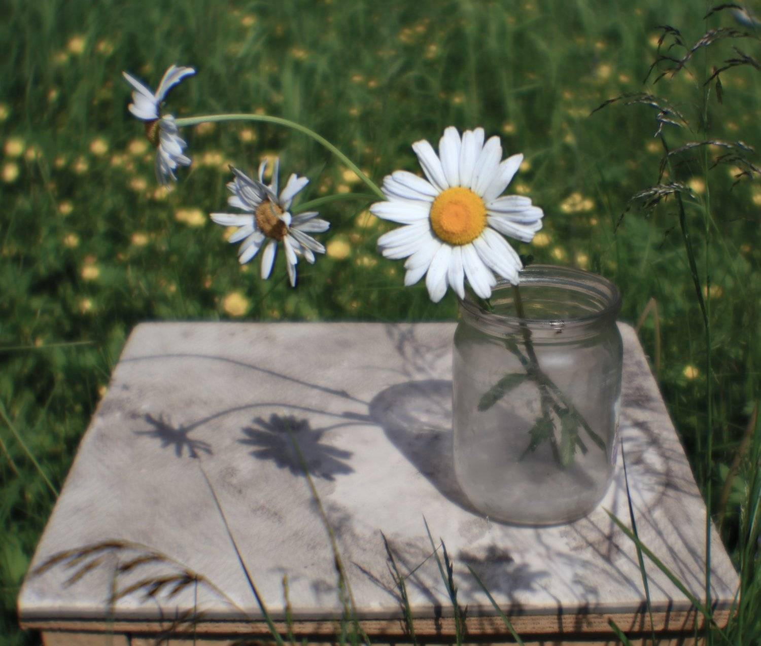 ромашки, лето, цветы, солнце, натюрморт, Прозорова Наталья