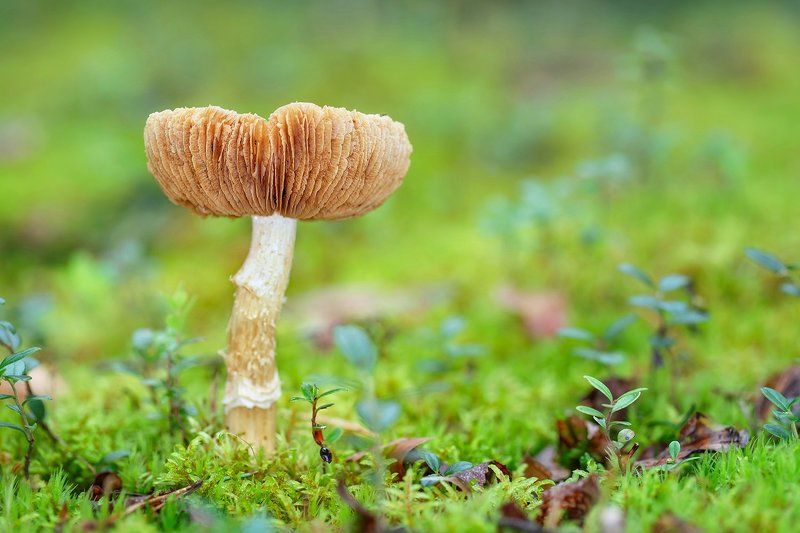 Не все то золото ) фото превью