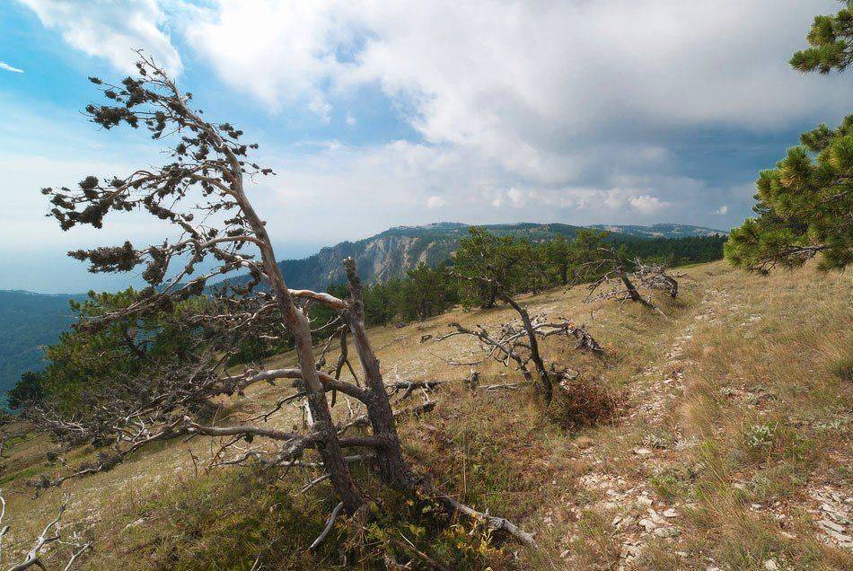 , Саша  Вайсберг / Waldschnepfe /