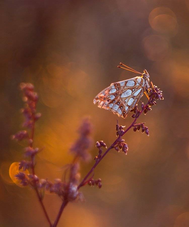 , Pawel Plucinski