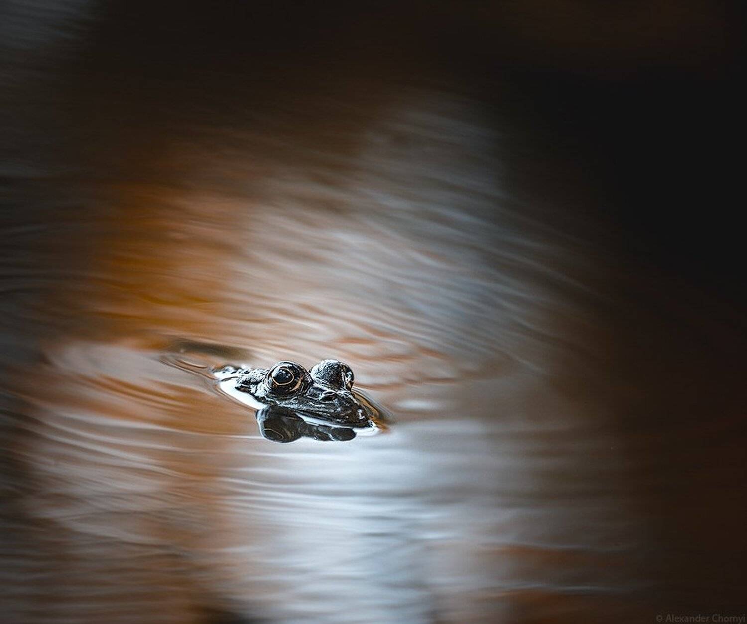 Макро истории, Макро красота, Макро мир, Макро фото, Природа, Чорный Александр, Чорный макро, Александр Чорный