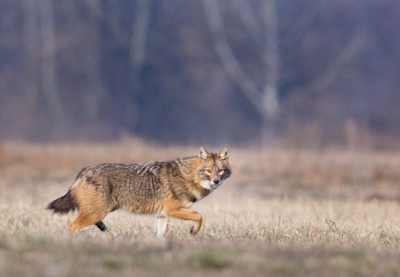 Canis aureus фото превью