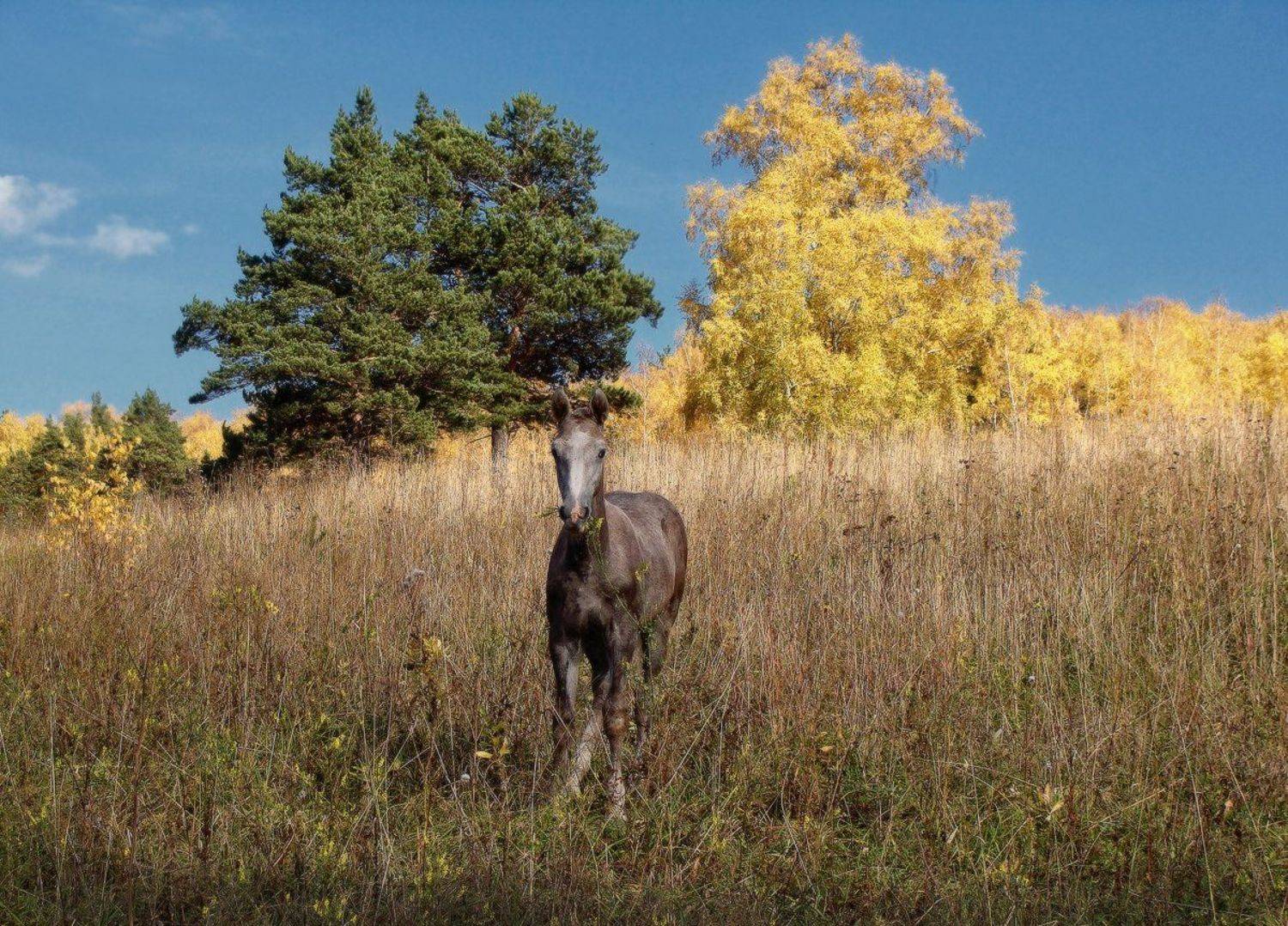 , Галина Хвостенко