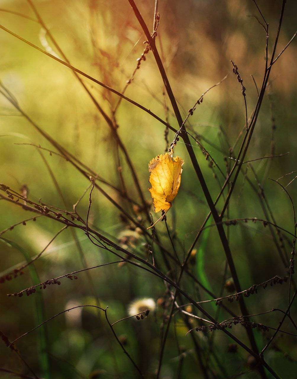Анна чернякова, Листок, Осень, Природа, Солнце, Чернякова Анна