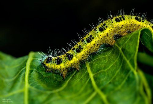 белянка капустная (лат. Pieris brassicae)