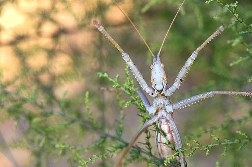 Степной монстр