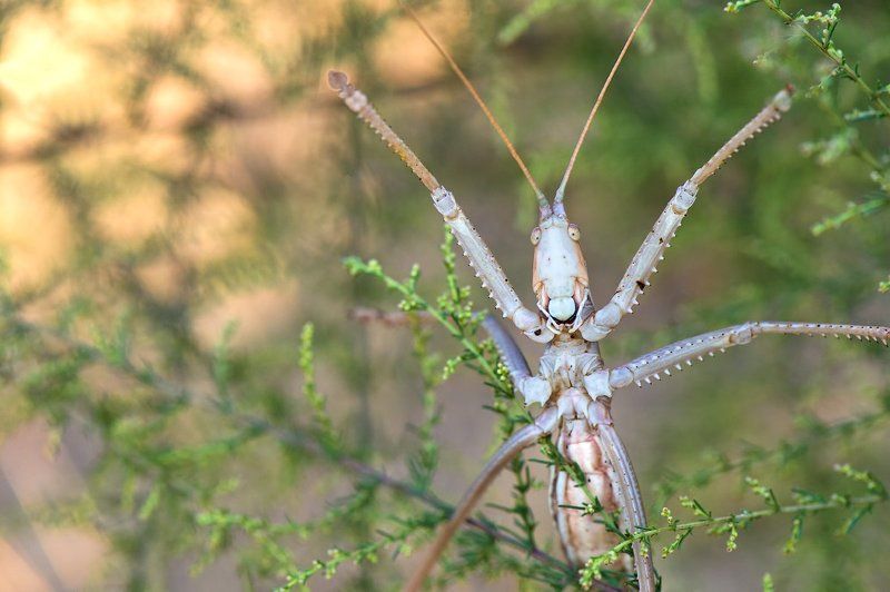 дыбка, сага, макро, кузнечик, насекомое, россия, дикая природа, дагестан, russia, saga, insect, macro, nature, russia, wildlife Степной монстр фото превью