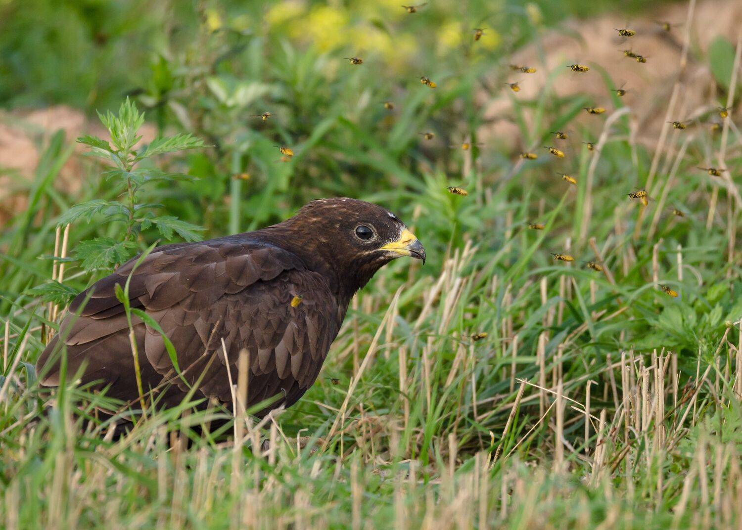 600 мм, Sigma 150-600 sports, Журавлиная родина, Осень, Осоед, Осы, Птица, Рой ос, Сентябрь, Ксения Соварцева