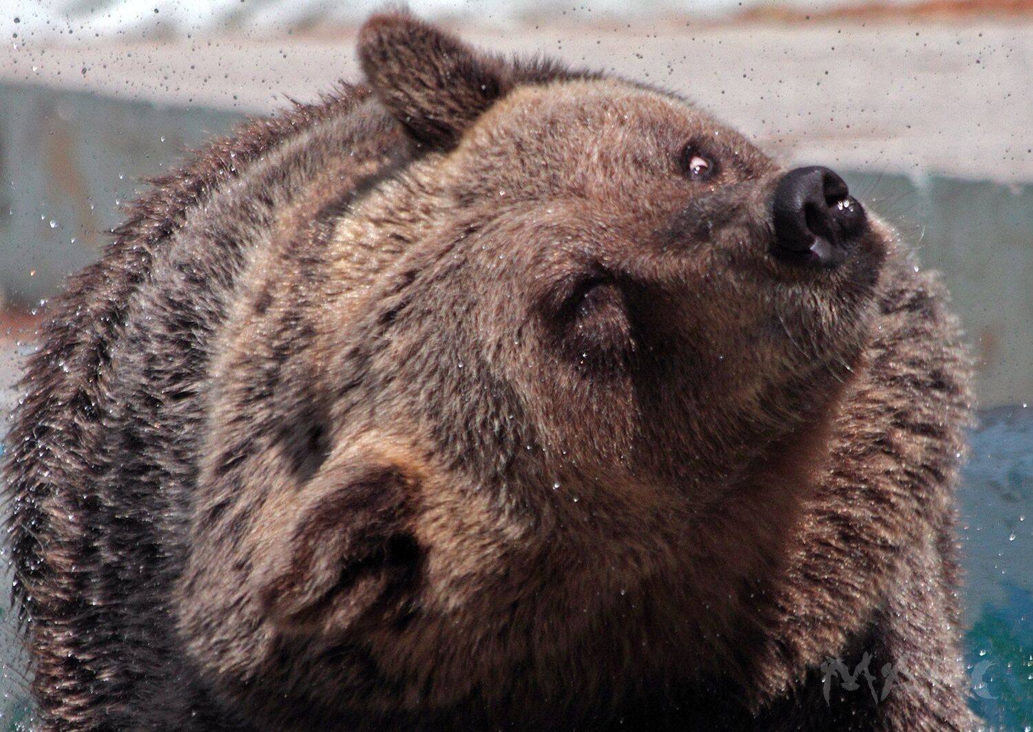 , Шангареев Марс