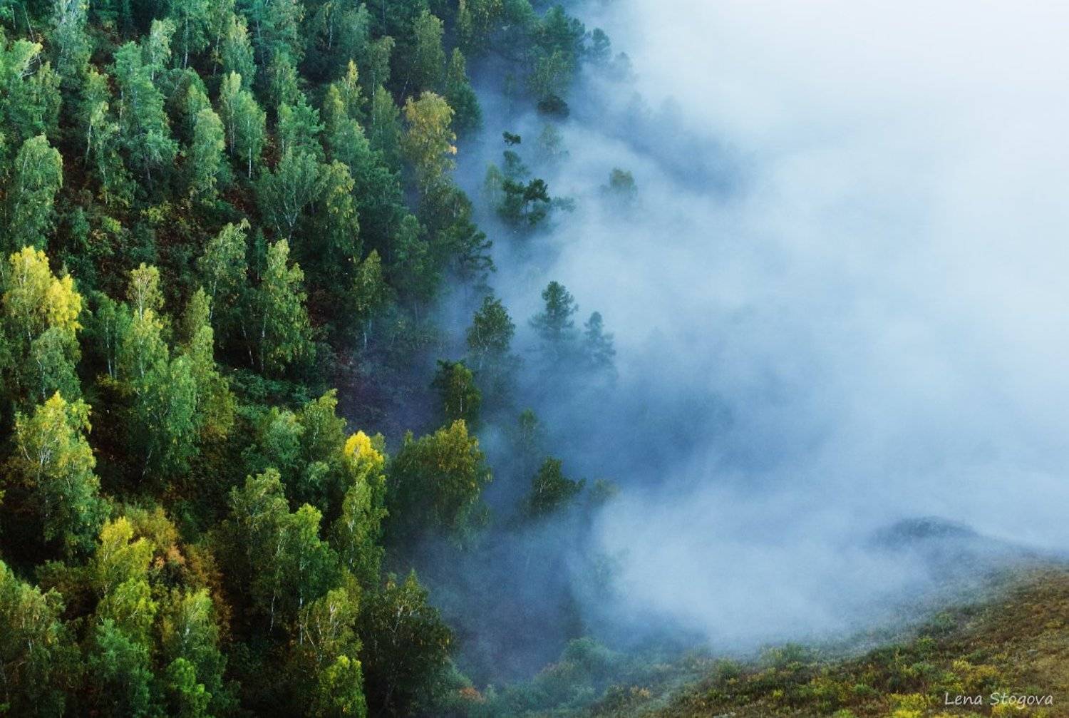 , Лена Стогова