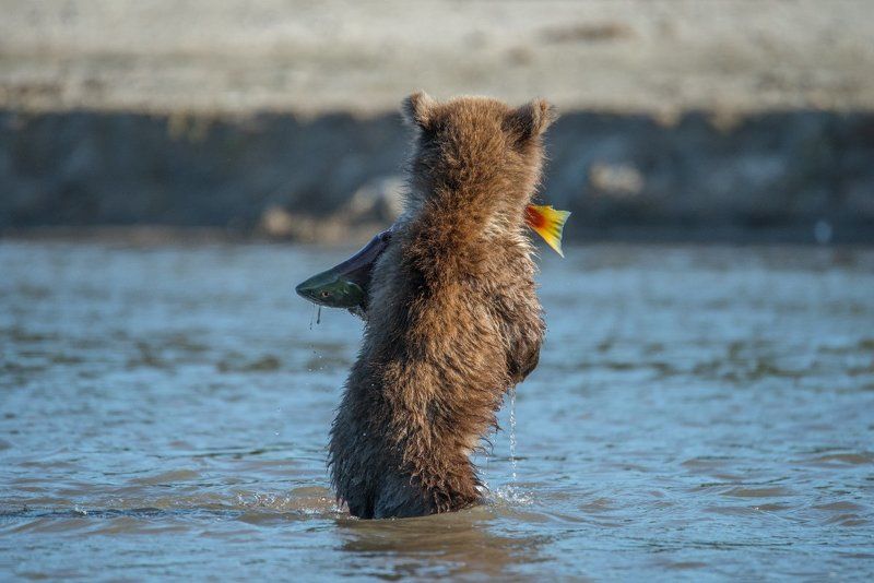 Дикая природа, Дикая природа россии, Камчатка, Курильское озеро, Медведь, Медвежонок, Охота, Фотоохота Юный рыбак фото превью