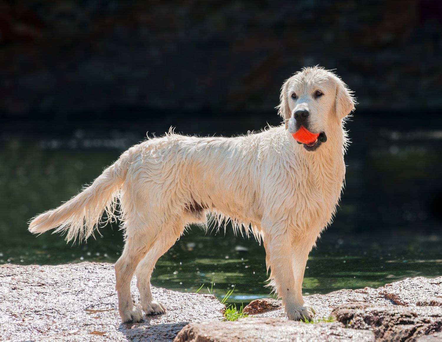 , Олег Богданов