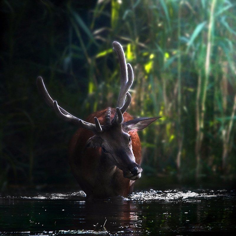 ----- фото превью
