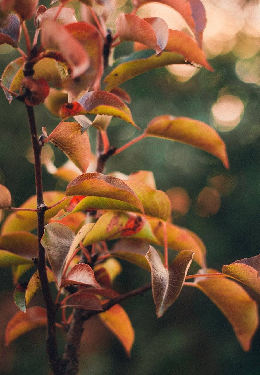 Анна чернякова, Боке, Осень, Природа, Сад, Чернякова Анна