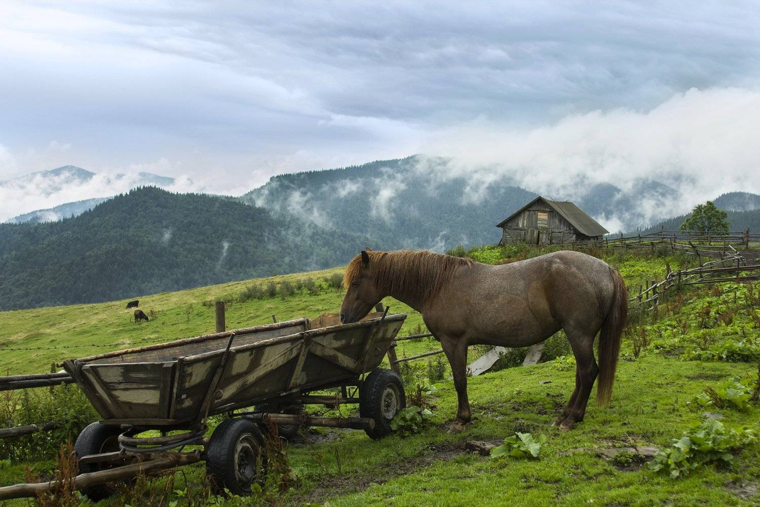 , Алексей Ляхович
