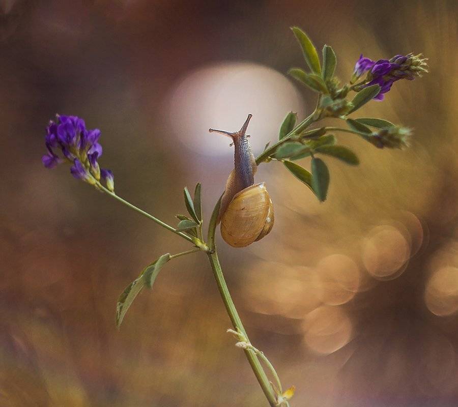 , Pawel Plucinski