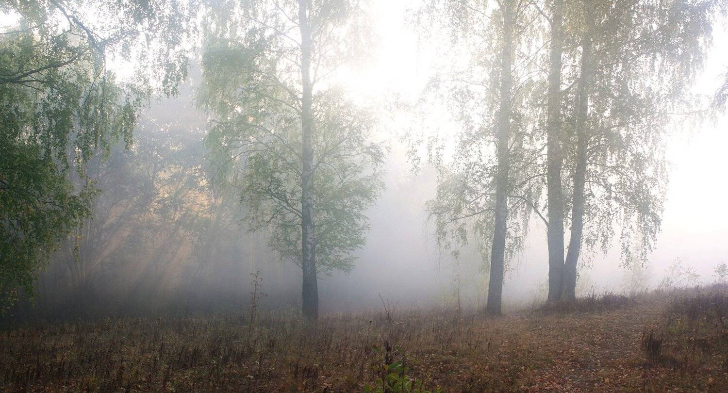 осень, туман, Свистков Александр